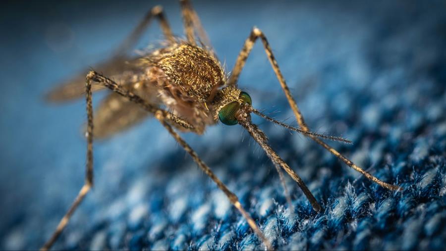 241 personnes infectées par le virus du Nil occidental en Europe