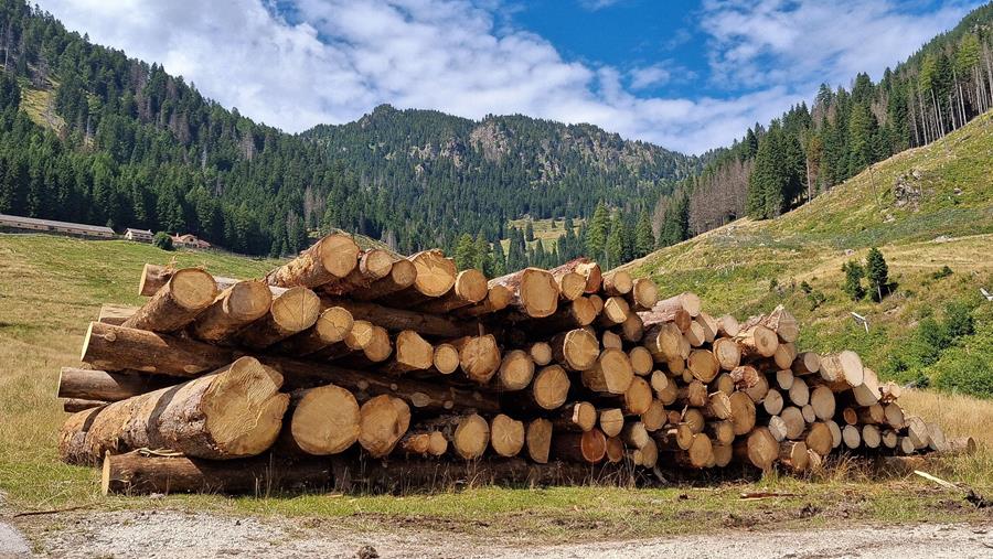 Les prix du bois en Europe se maintiennent malgré une faible demande