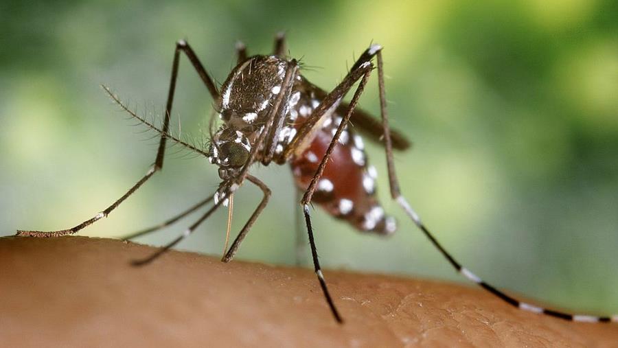 Westnijlvirus: dodental in Nederland stijgt naar drie