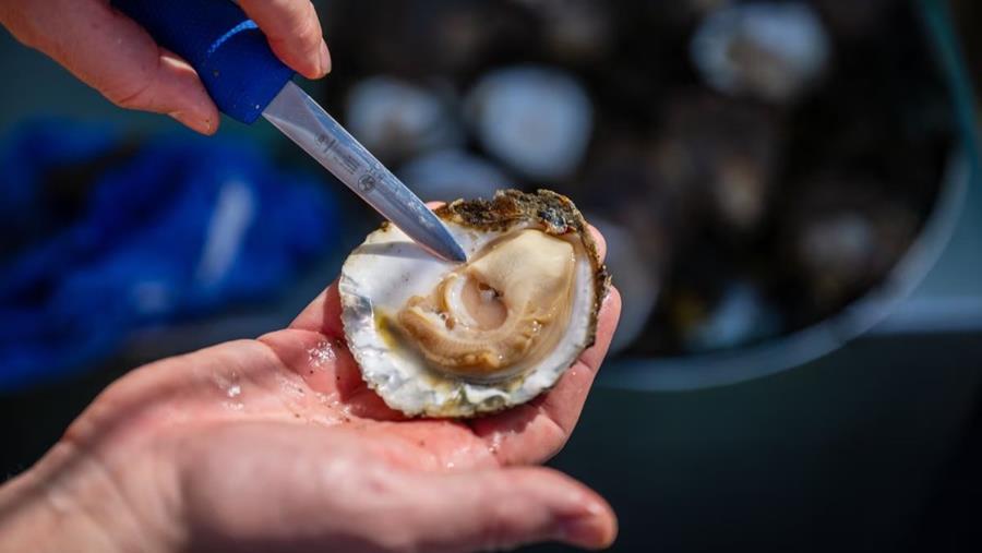 FlipFarm-oester breidt Zeeuws oesteraanbod uit