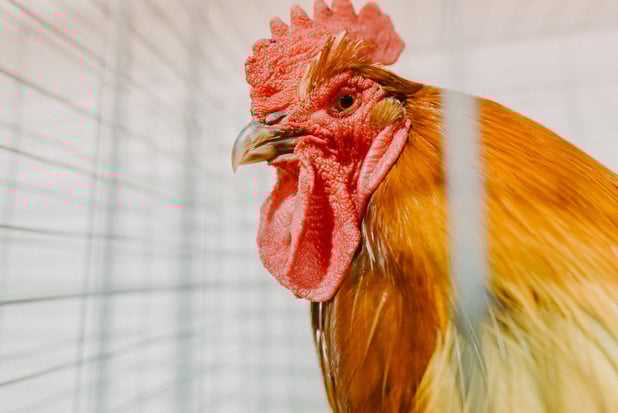 Canadese tiener besmet met vogelgriep