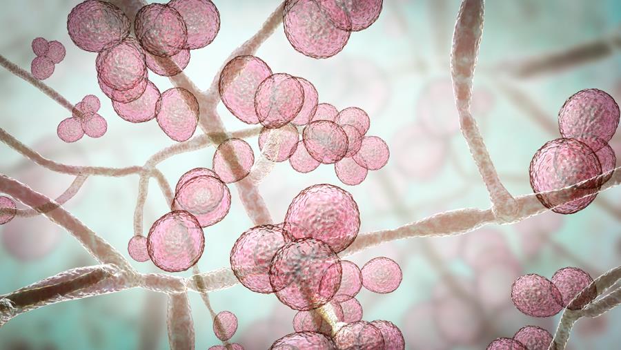Veranderde epidemiologie van candidaemie: ook in België?