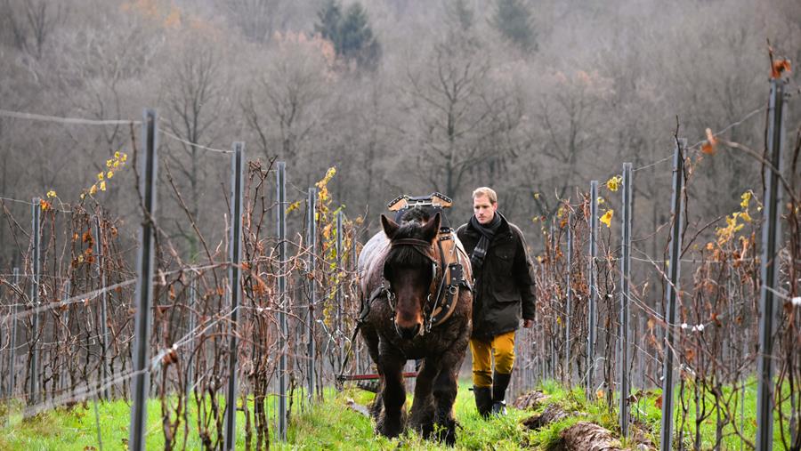 Cardiologue à temps plein, vigneron à mi-temps
